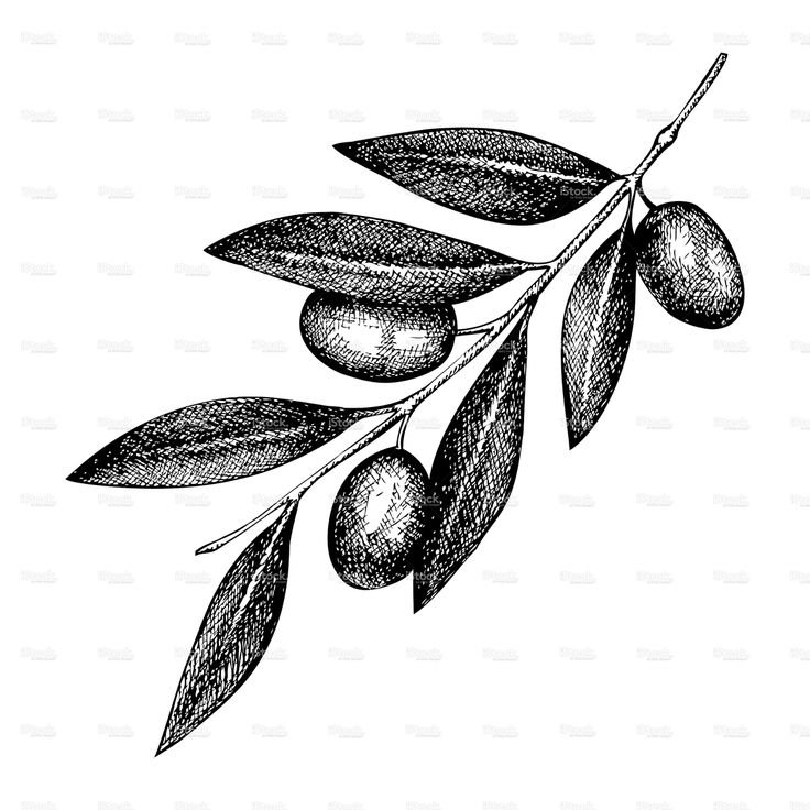 Ветка оливы тату эскиз