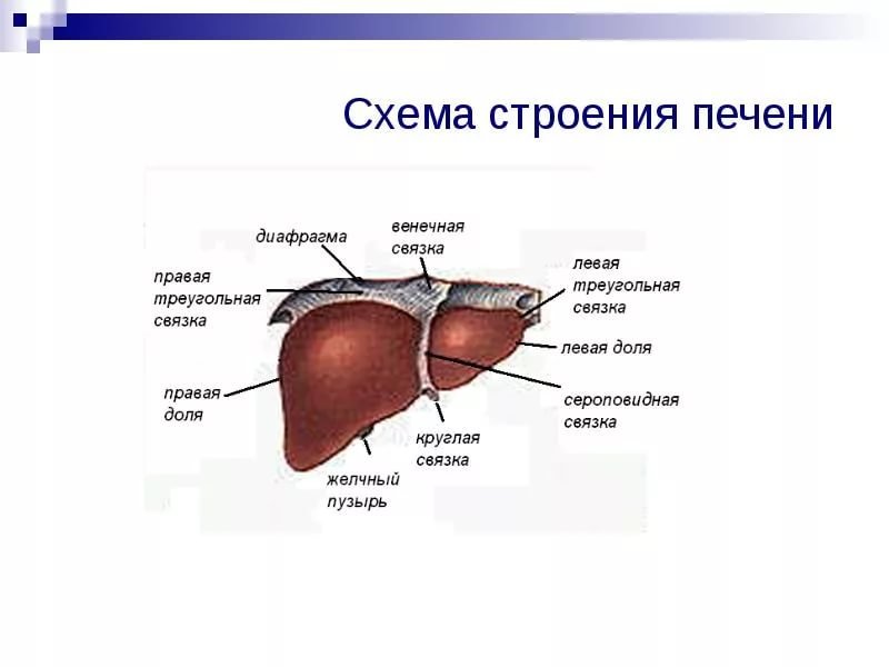 Структуры относящиеся к печени
