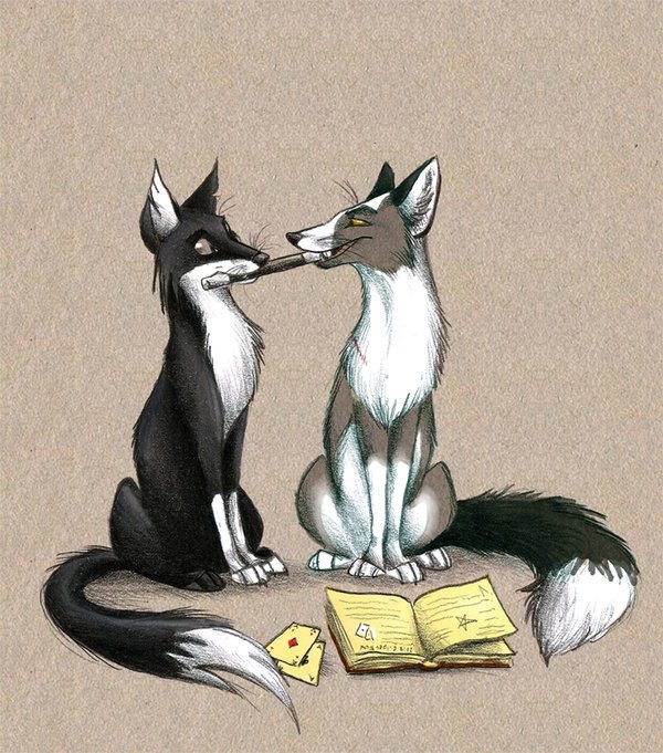 Culpeo Fox 2012