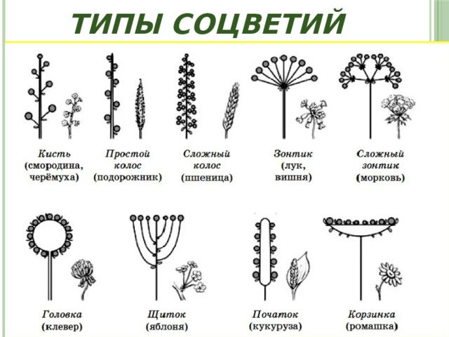 Схема простых соцветий биология 6 класс