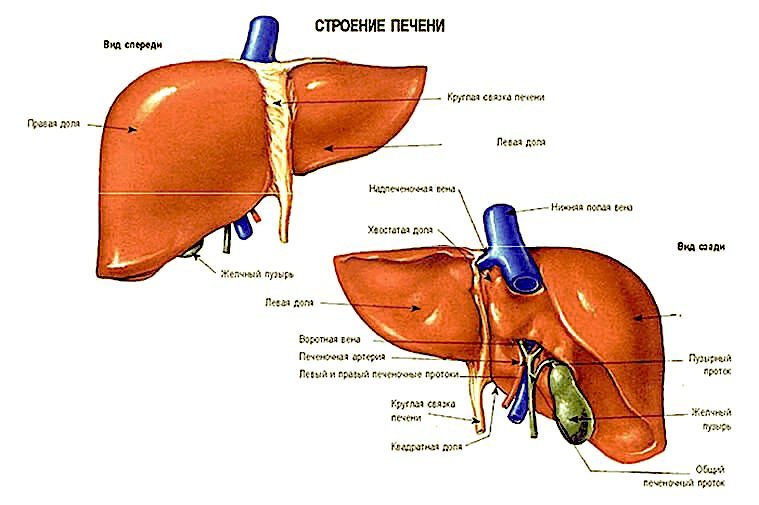 Внешнее строение печени