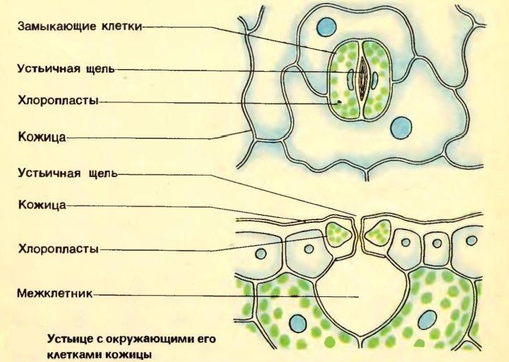 Внутреннее строение устьицы листа