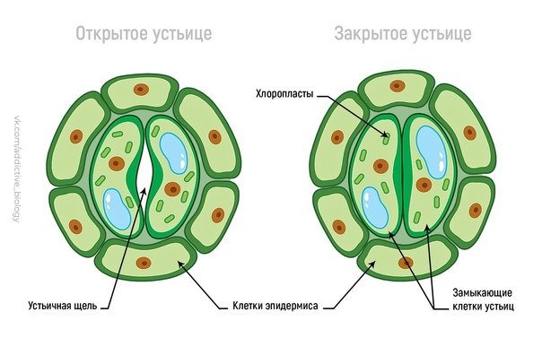 Схема строения устьица растений