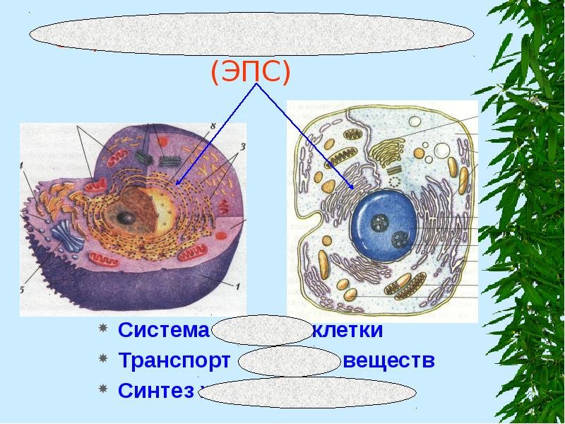 Гладкая ЭПС В клетке рисунок