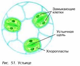 Устьица рисунок