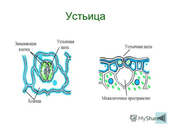 Строение листьев устьица