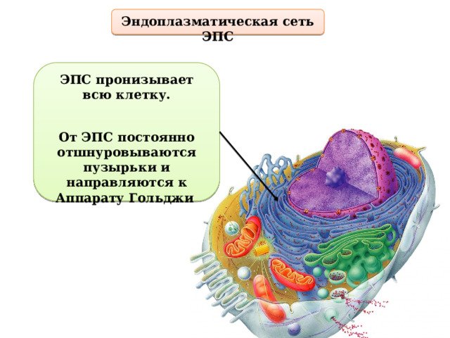 Рисунок эндоплазматической сети клетки
