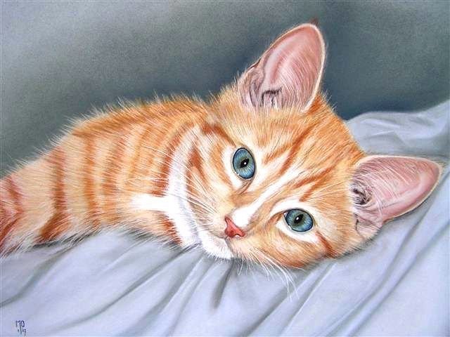 Рыжий котик рисунок