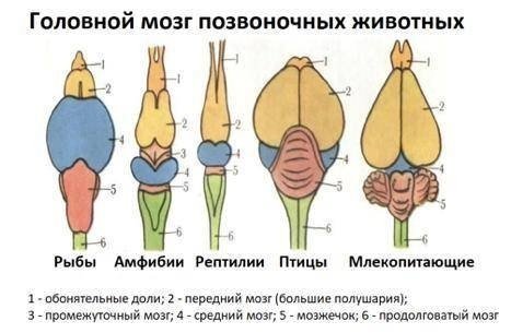 Строение головного мозга млекопитающих