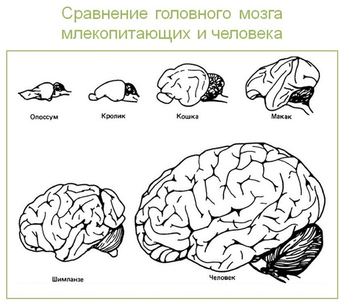 Схема строения головного мозга млекопитающих
