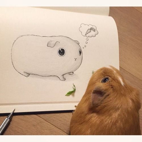 Рисунки хомяков для срисовки