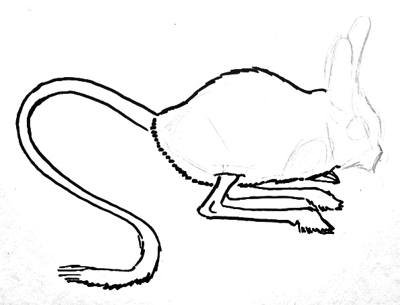 Тушканчик рисунок