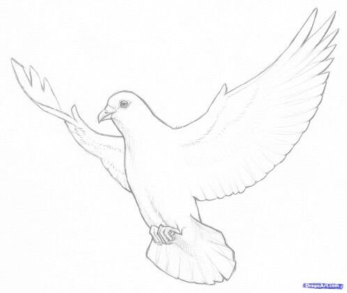 Голубь рисунок