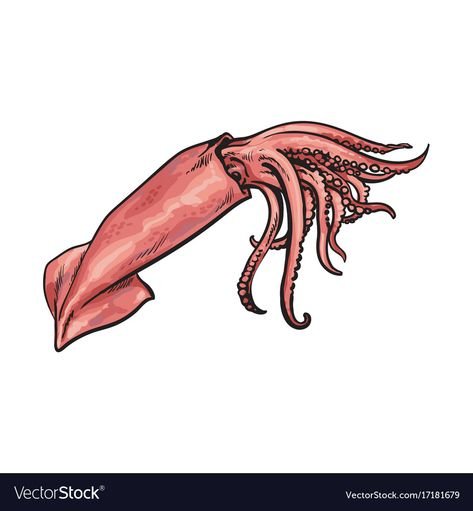Кальмар рисунок