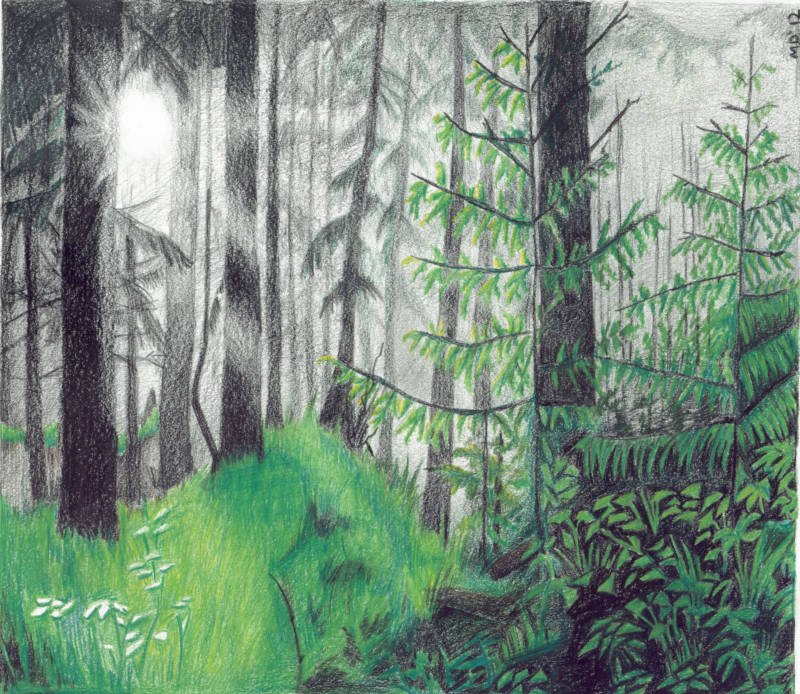 Рисунок леса