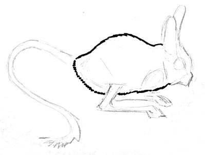 Тушканчик рисунок карандашом