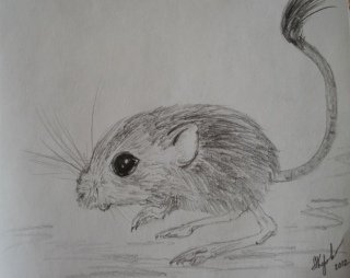 Тушканчик рисунок