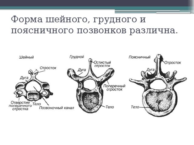 Строение шейного грудного и поясничного позвонка