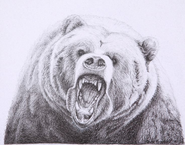 Медведь рисунок карандашом
