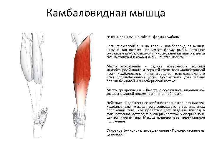 Медиальная головка икроножной мышцы