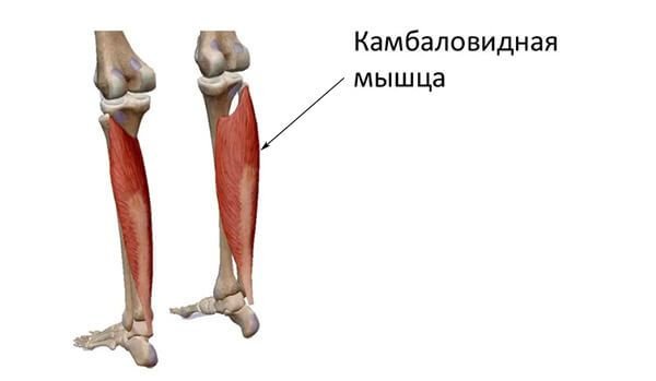 Голень камбаловидная