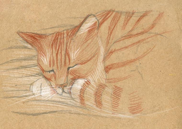 Рыжий кот карандашом