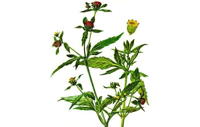 Bidens tripartita сырье