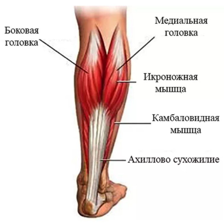 Камбаловидная мышца мышцы голени