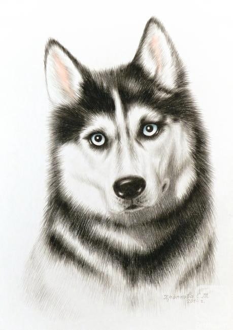 Нарисовать хаски