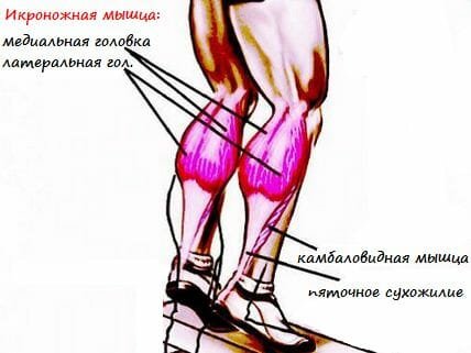 Медиальная головка икроножной мышцы