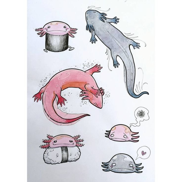Рисунки аксолотля по этапно