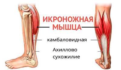 Мышцы ног человека камбаловидная