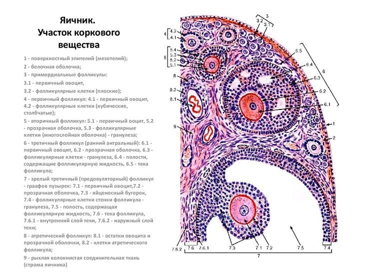 Поперечный срез яичника гистология