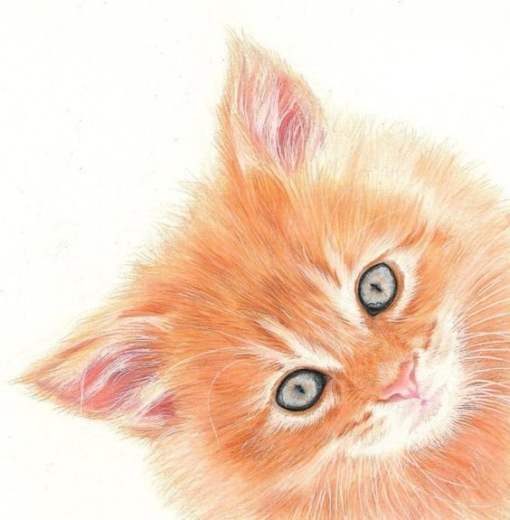 Рыжий кот рисунок