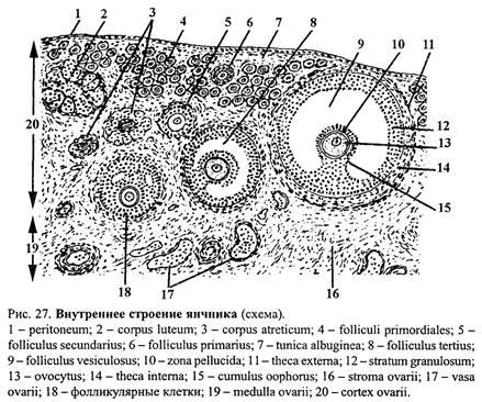 Яичник млекопитающего схема