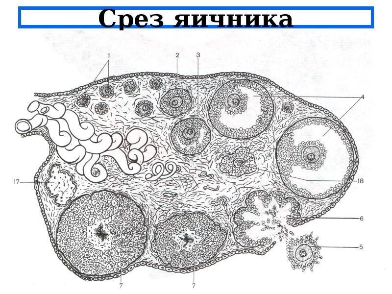 Поперечный срез яичника кошки