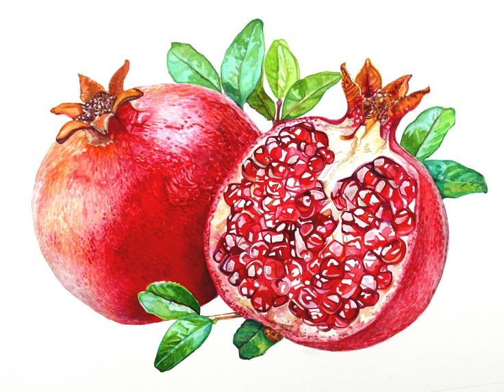 Гранат рисунок