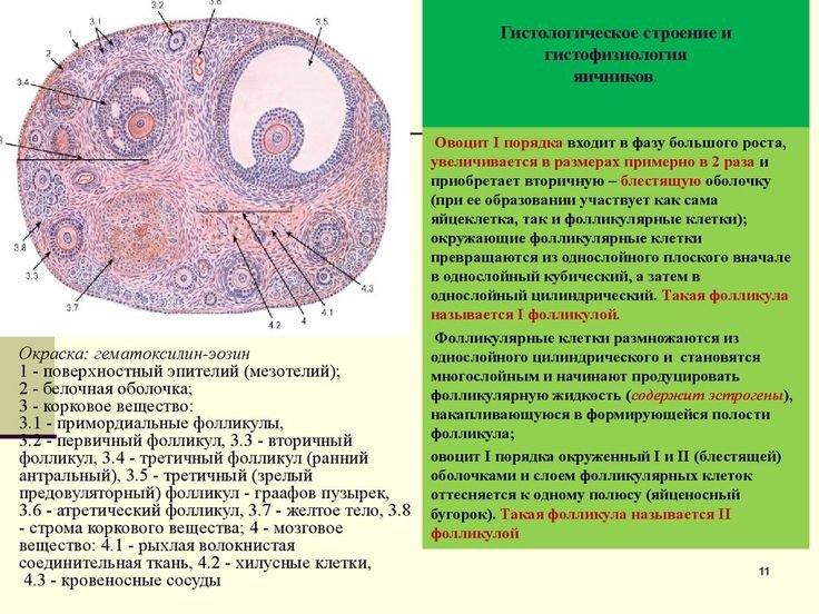 Гистология строение яичника крысы