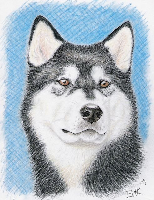 Хаски рисунок