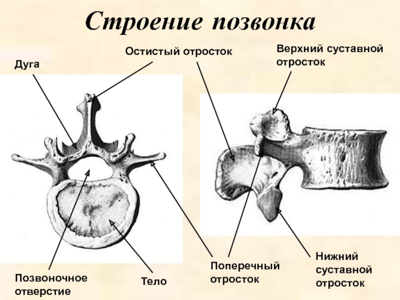 Поясничный позвонок строение сбоку