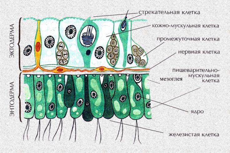 Клетки Экто и энтодермы гидры