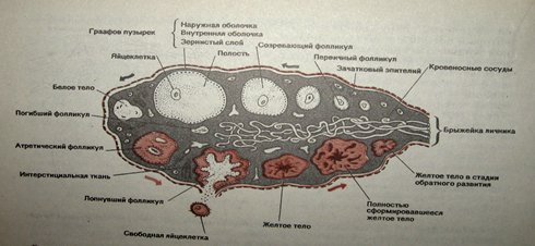 Яичник млекопитающего препарат гистология