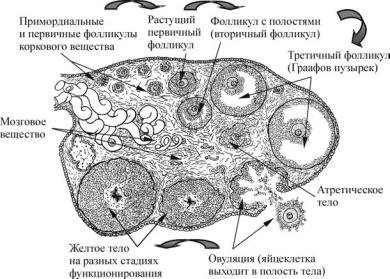 Третичный фолликул яичника гистология