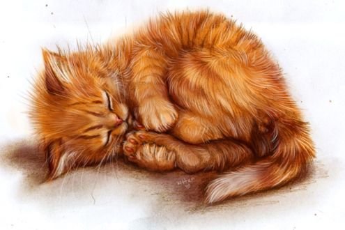 Рыжие коты