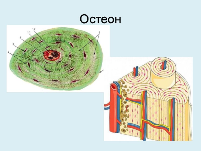 Пластинчатая костная ткань Остеон гистология