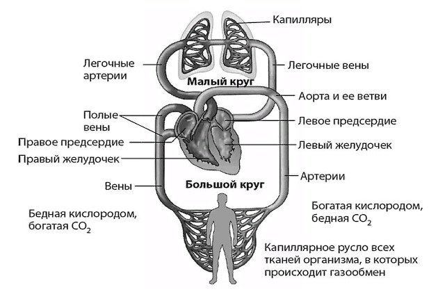 Строение сердца малый круг кровообращения