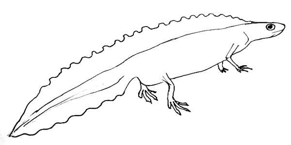 Гребенчатый Тритон раскраска