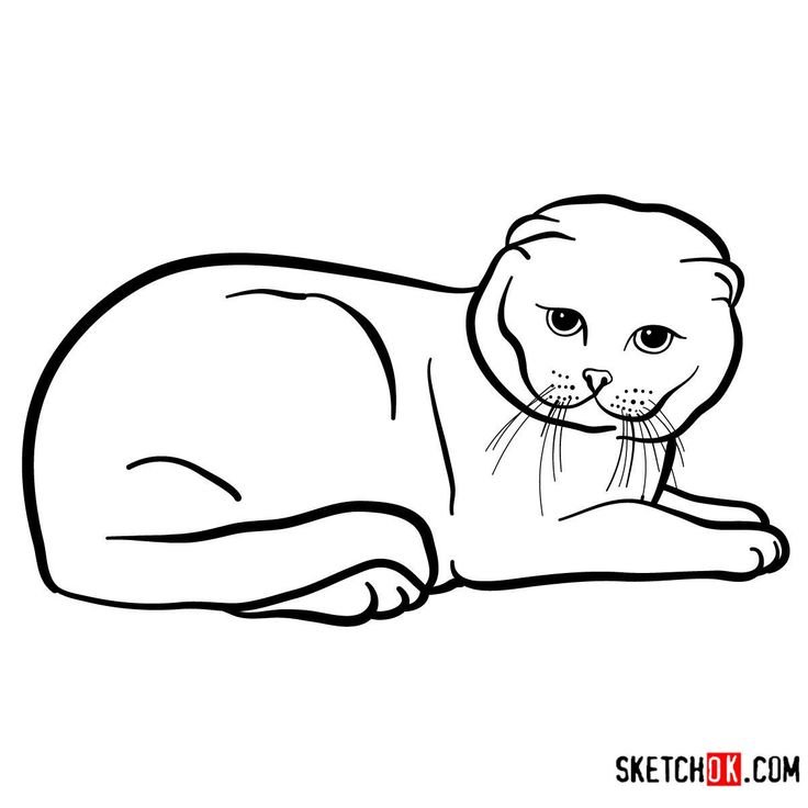 Кот вислоухий