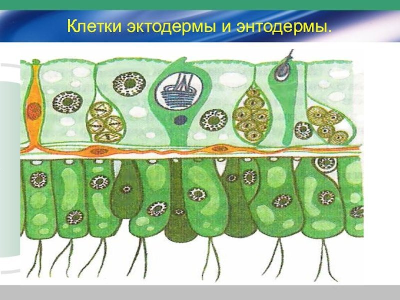 Клетки эктодермы клетки энтодермы