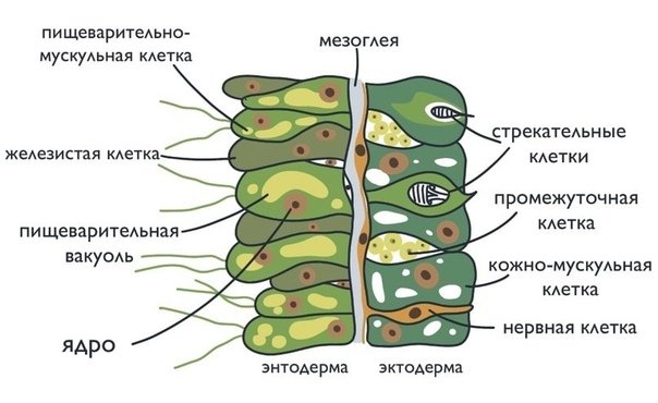 Рисунок клетки эктодермы и энтодермы
